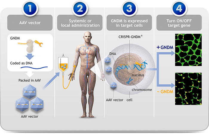 Using AAV vector to deliver GNDM to target cells