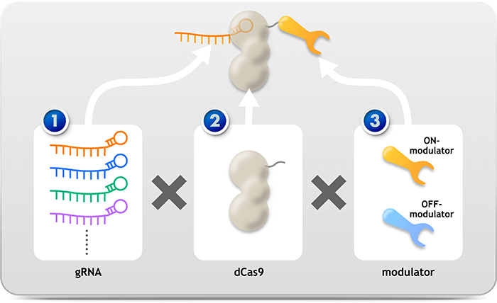 Limited variable components while large variety of function Modify components to target various diseases