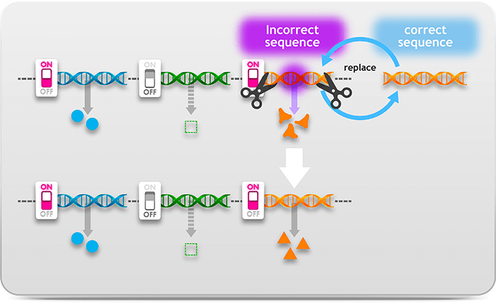 Gene editing technology works to remove deleterious DNA sequences and replace with a correct sequence