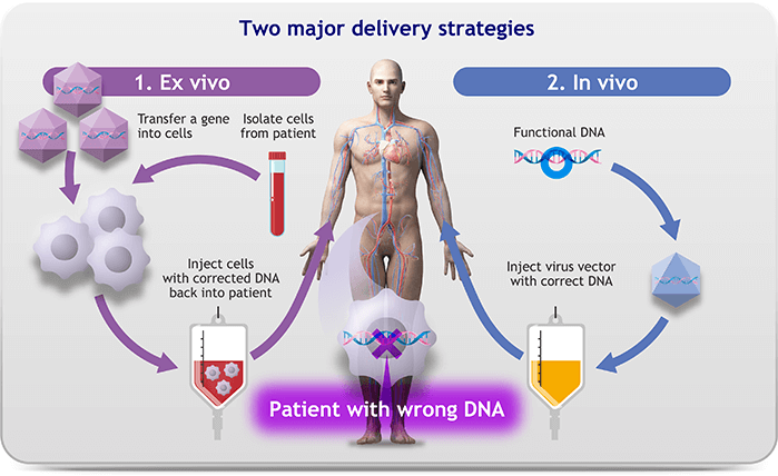 Delivery of correct DNA into target cells using virus vector in vivo or ex vivo