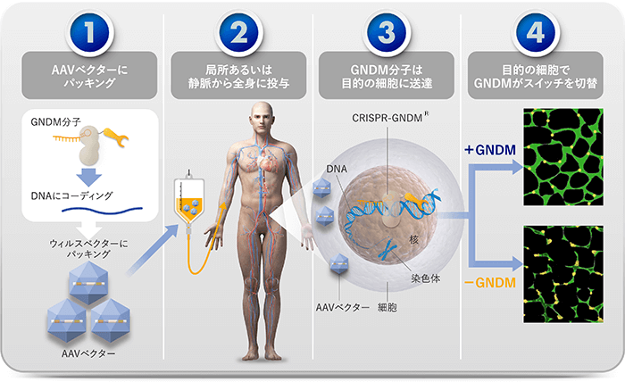 1,AAVベクターにハッキング 2,局所あるいは静脈から全身に投与 3,GNDM分子は目的の細胞に送達 4,目的の細胞でGNDMがスイッチを切替