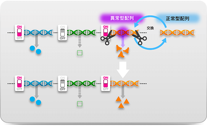 異常型配列を持ったDNAを切り出して、正常型配列と置き換えることで本来あるべき配列に戻す治療